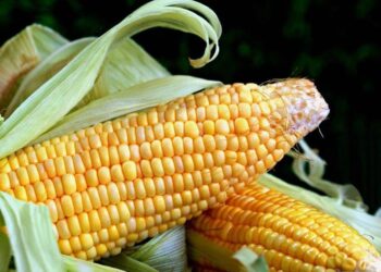 Việc Thu Hoạch Ngô Giảm Ở Ukraine Sẽ Ảnh Hưởng Đến Xuất Khẩu