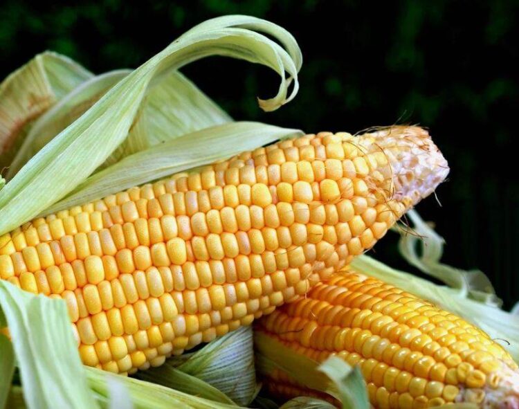 Việc Thu Hoạch Ngô Giảm Ở Ukraine Sẽ Ảnh Hưởng Đến Xuất Khẩu