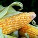 Việc Thu Hoạch Ngô Giảm Ở Ukraine Sẽ Ảnh Hưởng Đến Xuất Khẩu