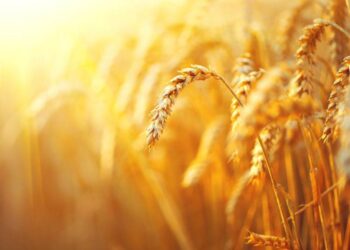 Sản Lượng Lúa Mì Pháp Giảm Mạnh Do Khó Khăn Chồng Chất