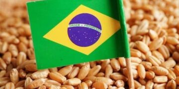 Brazil tăng hạn ngạch nhập khẩu lúa mì miễn thuế thêm 250.000 tấn