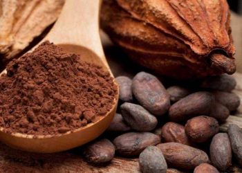 Giá Cacao Tăng Do Lo Ngại Về Nguồn Cung Toàn Cầu