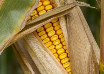 Ngành Ngô Của Ấn Độ Đang Bùng Nổ, Sản Lượng Có Thể Đạt 39 Triệu Tấn