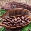 Ghana tăng giá mua cacao lên 129%