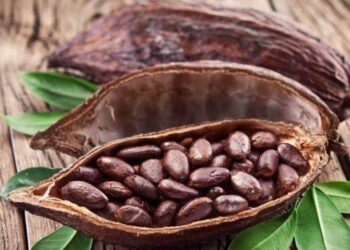 Ghana tăng giá mua cacao lên 129%