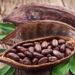 Ghana tăng giá mua cacao lên 129%