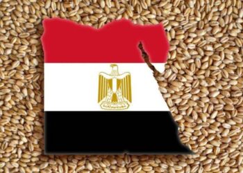 Nhập Khẩu Lúa Mì Của Ai Cập Tăng Hơn 2 Tỷ Usd Trong Nửa Đầu Năm 2024