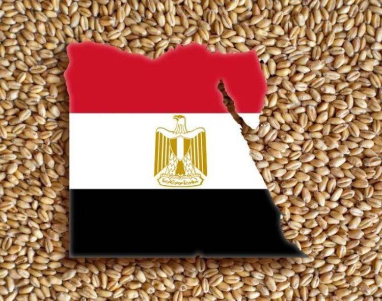 Nhập Khẩu Lúa Mì Của Ai Cập Tăng Hơn 2 Tỷ Usd Trong Nửa Đầu Năm 2024
