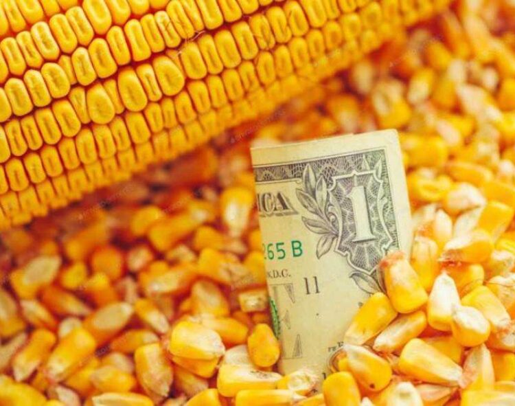 Giá Mua Ngô Tại Ukraine Đã Tăng Trong Bối Cảnh USD Mạnh Lên