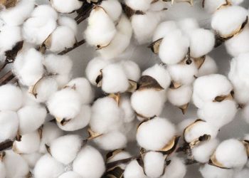 Thị trường bông có dấu hiệu phục hồi