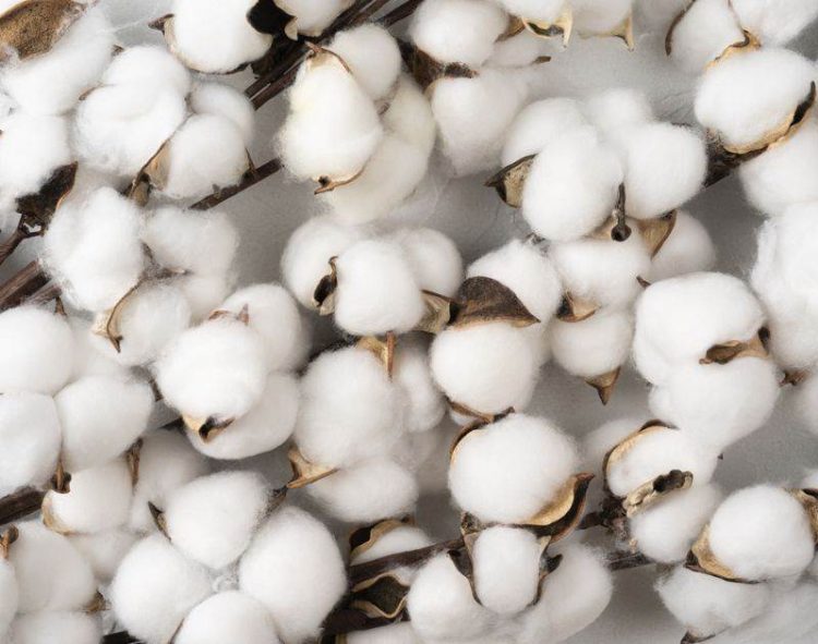 Thị trường bông có dấu hiệu phục hồi