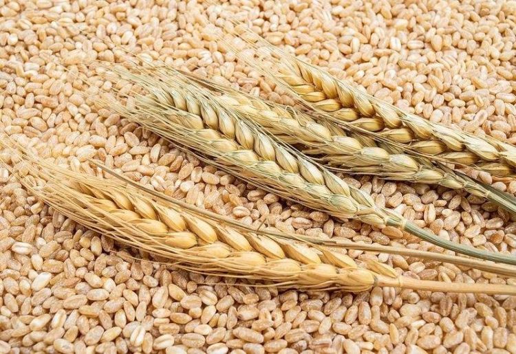 Morocco Tăng Cường Nhập Khẩu Lúa Mì Do Mất Mùa Nghiêm Trọng