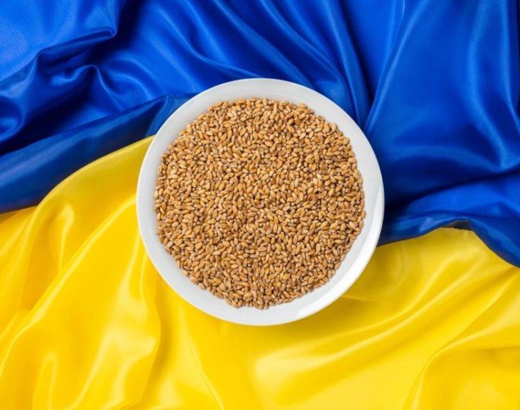 Xuất Khẩu Lúa Mì Của Ukraine Vượt Mốc 6,2 Triệu Tấn, Tăng Trưởng Mạnh So Với Năm Ngoái