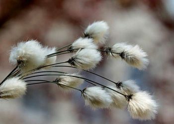 Giá Bông Tăng Mạnh Vào Cuối Phiên Giao Dịch