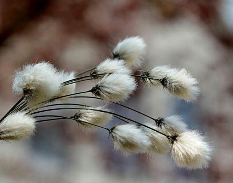 Giá Bông Tăng Mạnh Vào Cuối Phiên Giao Dịch