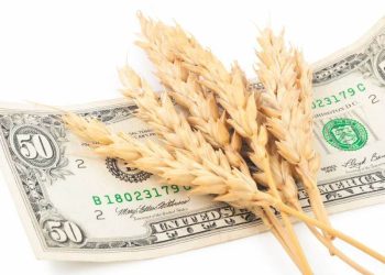 Ai Cập Tăng Giá Thu Mua Lúa Mì Nội Địa