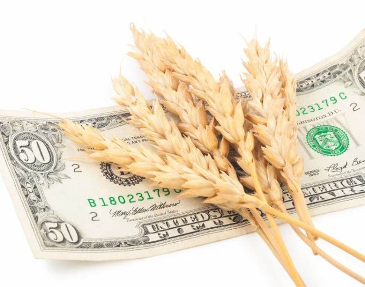 Ai Cập Tăng Giá Thu Mua Lúa Mì Nội Địa