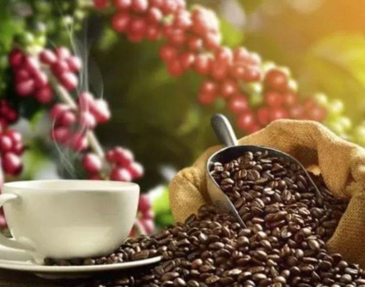 Giá Cà Phê Thế Giới Tiếp Tục Tăng Mạnh, Dự Báo Thị Trường Có Thể Điều Chỉnh Nhẹ