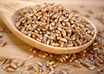 Algeria Đặt Mục Tiêu Tăng Cường Sản Xuất Lúa Mì Cứng