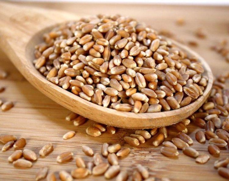 Algeria Đặt Mục Tiêu Tăng Cường Sản Xuất Lúa Mì Cứng