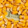 Trung Quốc Tăng Cường Sản Xuất Và Tiêu Thụ Ngô