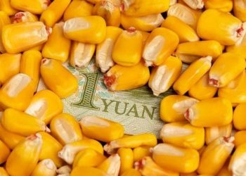 Trung Quốc Tăng Cường Sản Xuất Và Tiêu Thụ Ngô