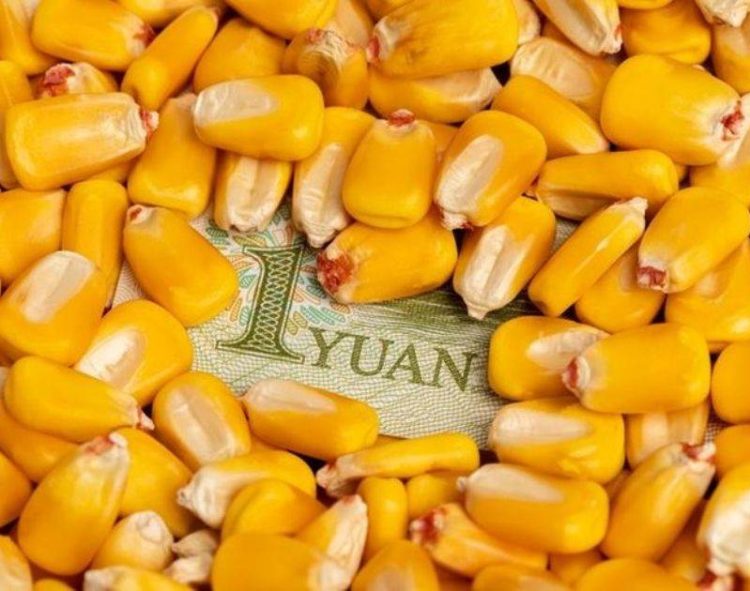 Trung Quốc Tăng Cường Sản Xuất Và Tiêu Thụ Ngô