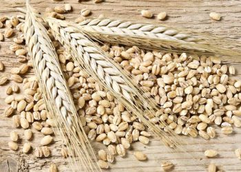 Saudi Arabia Mua Hơn 300 Nghìn Tấn Lúa Mì Trong Phiên Đấu Thầu Quốc Tế