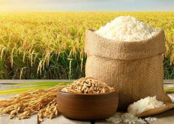 Rice trading – Giao dịch gạo thô