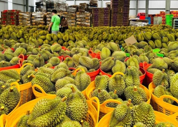 Ảnh minh họa: Gỡ nút thắt cho xuất khẩu sầu riêng sang Trung Quốc: Giải pháp từ gốc đến ngọn