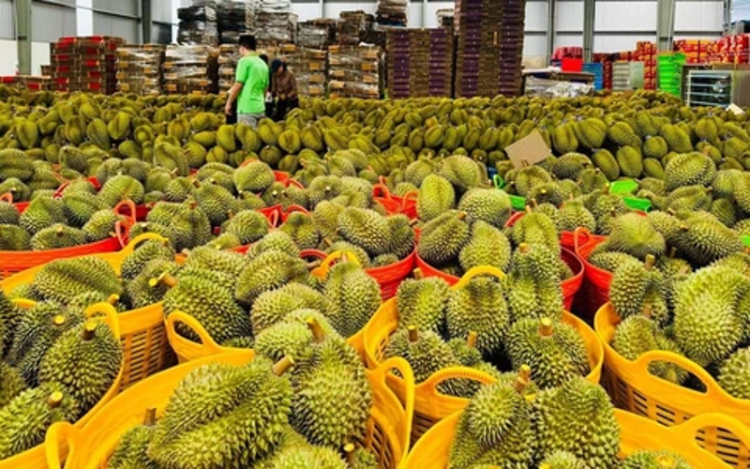 Ảnh minh họa: Gỡ nút thắt cho xuất khẩu sầu riêng sang Trung Quốc: Giải pháp từ gốc đến ngọn