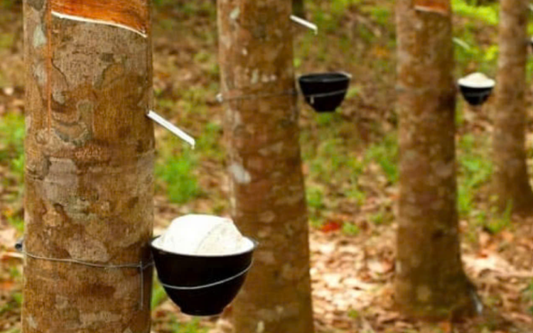 Ảnh minh họa: Giá cao su hôm nay 29/4/2025: Thị trường hàng hóa khởi sắc, cao su tăng trưởng ổn định