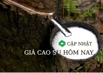 Ảnh minh họa: Giá cao su hôm nay 3/6: Thị trường biến động trái chiều, sản lượng toàn cầu bắt đầu phục hồi