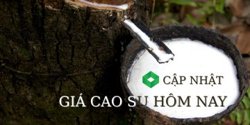 Ảnh minh họa: Giá cao su hôm nay 3/6: Thị trường biến động trái chiều, sản lượng toàn cầu bắt đầu phục hồi