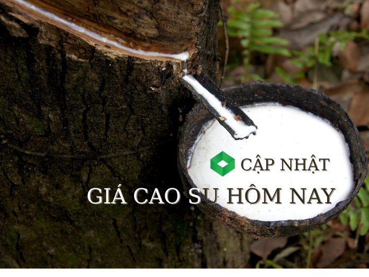 Ảnh minh họa: Giá cao su hôm nay 3/6: Thị trường biến động trái chiều, sản lượng toàn cầu bắt đầu phục hồi