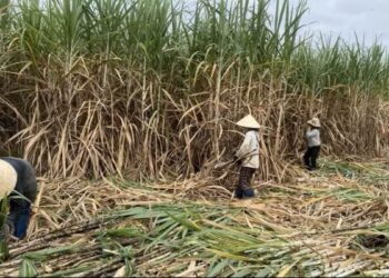 Việt Nam: Ngành mía đường trước nguy cơ “vỡ trận”, cần gia cố sức cạnh tranh của chuỗi liên kết sản xuất