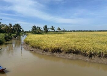 Theo các nguồn tin thị trường chia sẻ với Platts, một đơn vị thuộc S&P Global Energy, giá gạo thơm của Việt Nam đã tăng lên mức cao nhất trong gần 4 tháng, khi các nhà xuất khẩu hạn chế chào bán để ưu tiên thực hiện các hợp đồng đã ký và bổ sung hàng tồn kho trong bối cảnh chi phí sản xuất leo thang. Platts cho biết giá gạo thơm 5% tấm của Việt Nam ở mức 436 USD/tấn (FOB) tính đến ngày 6/4, tăng 1,4% so với ngày trước đó và tăng 6,6% so với một tháng trước. Đây cũng là mức cao nhất kể từ ngày 16/12, khi giá được ghi nhận ở mức 440 USD/tấn (FOB). Philippines, thị trường xuất khẩu gạo lớn nhất của Việt Nam, tiếp tục là động lực chính thúc đẩy nhu cầu, khi người mua tích cực tìm kiếm nguồn hàng, đặc biệt sau khi nước này thiết lập hạn ngạch nhập khẩu tổng cộng 600.000 tấn cho tháng 5 và tháng 6. “Hiện tại, các nhà nhập khẩu Philippines vẫn đang tích cực quan tâm đến việc đặt hàng mới. Tuy nhiên, các nhà xuất khẩu Việt Nam hiện chưa sẵn sàng đưa ra báo giá mới, do họ đang ưu tiên thực hiện các hợp đồng đã ký trong tháng 2 và tháng 3,” một nhà xuất khẩu tại TP.HCM cho biết. Nhà xuất khẩu này cũng cho biết thêm rằng, bất chấp giá nội địa tăng, một số nhà cung cấp vẫn đang thực hiện các hợp đồng cũ với giá thấp và không có lợi nhuận. Theo dữ liệu của Hải quan Việt Nam, trong hai tháng đầu năm 2026, Việt Nam đã xuất khẩu 711.264 tấn gạo sang Philippines, tăng 30% so với cùng kỳ năm trước. “Mặc dù phía Philippines có nhu cầu, nhiều nhà xuất khẩu không thể bù đắp chi phí ở mức giá thị trường hiện tại,” một nhà xuất khẩu cho biết. Theo S&P Global Energy CERA, Philippines dự kiến nhập khẩu 3,1 triệu tấn gạo trong niên vụ 2025–2026 (từ tháng 7 đến tháng 6), giảm 42,8% so với cùng kỳ năm trước. Một nhà xuất khẩu khác tại Thành phố Hồ Chí Minh (TP. HCM) cho biết họ không chào bán gạo DT8 trong tuần trước do rủi ro thị trường. “Thời điểm này chào bán là quá rủi ro,” người này nói, đồng thời cho biết phần lớn lượng hàng hiện có được phân bổ để thực hiện các hợp đồng đã ký, phần còn lại được giữ trong kho. Các nguồn tin thị trường cho biết chi phí sản xuất, đóng gói và logistics tăng cao, một phần do giá dầu thế giới tăng trong bối cảnh xung đột tại Trung Đông, đã tạo thêm áp lực tăng giá. “Chi phí sản xuất gạo tại Việt Nam đã tăng khoảng 10% so với tháng 3, chủ yếu do chi phí đầu vào cao hơn,” nguồn tin thứ hai cho biết. “Giá cần phải tăng, nếu không các nhà xuất khẩu sẽ bị thua lỗ.” Một nhà xuất khẩu khác tại TP.HCM cho biết chi phí cao trên toàn chuỗi cung ứng đang gây áp lực lên biên lợi nhuận, đồng thời dự báo giá gạo DT8 có thể tăng lên khoảng 470 USD/tấn vào tháng 5. Vụ thu hoạch Đông Xuân tại Việt Nam dự kiến sẽ kết thúc vào cuối tháng 5, trong khi vụ thu hoạch Hè Thu sẽ bắt đầu từ tháng 6. Các bên tham gia thị trường nhận định, giai đoạn chuyển tiếp giữa các vụ mùa, kết hợp với chi phí đầu vào tăng cao, sẽ hỗ trợ giá trong ngắn hạn, khi người mua tiếp tục đảm bảo nguồn hàng giao đến tháng 6. Theo CERA, xuất khẩu gạo của Việt Nam được dự báo đạt 7,6 triệu tấn trong niên vụ 2025–2026 (từ tháng 1 đến tháng 12), giảm 5,7% so với cùng kỳ năm trước, trong khi sản lượng gạo xay xát ước đạt 26 triệu tấn, giảm 2,8%.