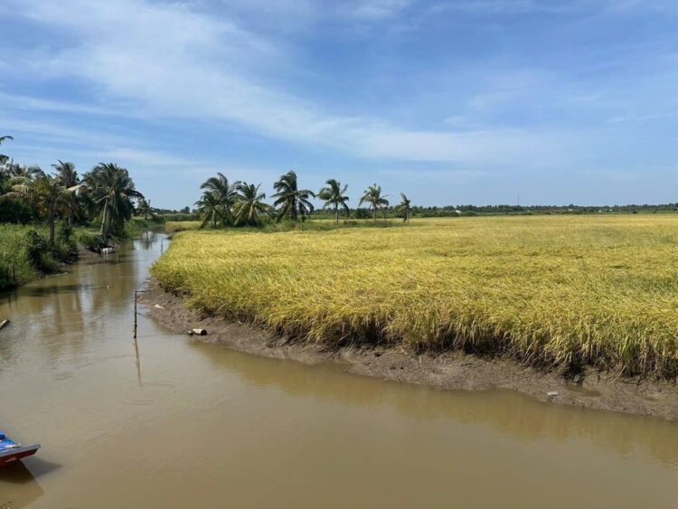 Theo các nguồn tin thị trường chia sẻ với Platts, một đơn vị thuộc S&P Global Energy, giá gạo thơm của Việt Nam đã tăng lên mức cao nhất trong gần 4 tháng, khi các nhà xuất khẩu hạn chế chào bán để ưu tiên thực hiện các hợp đồng đã ký và bổ sung hàng tồn kho trong bối cảnh chi phí sản xuất leo thang. Platts cho biết giá gạo thơm 5% tấm của Việt Nam ở mức 436 USD/tấn (FOB) tính đến ngày 6/4, tăng 1,4% so với ngày trước đó và tăng 6,6% so với một tháng trước. Đây cũng là mức cao nhất kể từ ngày 16/12, khi giá được ghi nhận ở mức 440 USD/tấn (FOB). Philippines, thị trường xuất khẩu gạo lớn nhất của Việt Nam, tiếp tục là động lực chính thúc đẩy nhu cầu, khi người mua tích cực tìm kiếm nguồn hàng, đặc biệt sau khi nước này thiết lập hạn ngạch nhập khẩu tổng cộng 600.000 tấn cho tháng 5 và tháng 6. “Hiện tại, các nhà nhập khẩu Philippines vẫn đang tích cực quan tâm đến việc đặt hàng mới. Tuy nhiên, các nhà xuất khẩu Việt Nam hiện chưa sẵn sàng đưa ra báo giá mới, do họ đang ưu tiên thực hiện các hợp đồng đã ký trong tháng 2 và tháng 3,” một nhà xuất khẩu tại TP.HCM cho biết. Nhà xuất khẩu này cũng cho biết thêm rằng, bất chấp giá nội địa tăng, một số nhà cung cấp vẫn đang thực hiện các hợp đồng cũ với giá thấp và không có lợi nhuận. Theo dữ liệu của Hải quan Việt Nam, trong hai tháng đầu năm 2026, Việt Nam đã xuất khẩu 711.264 tấn gạo sang Philippines, tăng 30% so với cùng kỳ năm trước. “Mặc dù phía Philippines có nhu cầu, nhiều nhà xuất khẩu không thể bù đắp chi phí ở mức giá thị trường hiện tại,” một nhà xuất khẩu cho biết. Theo S&P Global Energy CERA, Philippines dự kiến nhập khẩu 3,1 triệu tấn gạo trong niên vụ 2025–2026 (từ tháng 7 đến tháng 6), giảm 42,8% so với cùng kỳ năm trước. Một nhà xuất khẩu khác tại Thành phố Hồ Chí Minh (TP. HCM) cho biết họ không chào bán gạo DT8 trong tuần trước do rủi ro thị trường. “Thời điểm này chào bán là quá rủi ro,” người này nói, đồng thời cho biết phần lớn lượng hàng hiện có được phân bổ để thực hiện các hợp đồng đã ký, phần còn lại được giữ trong kho. Các nguồn tin thị trường cho biết chi phí sản xuất, đóng gói và logistics tăng cao, một phần do giá dầu thế giới tăng trong bối cảnh xung đột tại Trung Đông, đã tạo thêm áp lực tăng giá. “Chi phí sản xuất gạo tại Việt Nam đã tăng khoảng 10% so với tháng 3, chủ yếu do chi phí đầu vào cao hơn,” nguồn tin thứ hai cho biết. “Giá cần phải tăng, nếu không các nhà xuất khẩu sẽ bị thua lỗ.” Một nhà xuất khẩu khác tại TP.HCM cho biết chi phí cao trên toàn chuỗi cung ứng đang gây áp lực lên biên lợi nhuận, đồng thời dự báo giá gạo DT8 có thể tăng lên khoảng 470 USD/tấn vào tháng 5. Vụ thu hoạch Đông Xuân tại Việt Nam dự kiến sẽ kết thúc vào cuối tháng 5, trong khi vụ thu hoạch Hè Thu sẽ bắt đầu từ tháng 6. Các bên tham gia thị trường nhận định, giai đoạn chuyển tiếp giữa các vụ mùa, kết hợp với chi phí đầu vào tăng cao, sẽ hỗ trợ giá trong ngắn hạn, khi người mua tiếp tục đảm bảo nguồn hàng giao đến tháng 6. Theo CERA, xuất khẩu gạo của Việt Nam được dự báo đạt 7,6 triệu tấn trong niên vụ 2025–2026 (từ tháng 1 đến tháng 12), giảm 5,7% so với cùng kỳ năm trước, trong khi sản lượng gạo xay xát ước đạt 26 triệu tấn, giảm 2,8%.