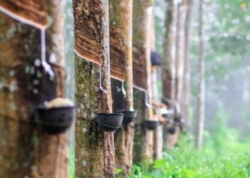 Theo một báo cáo điều tra nội bộ, dữ liệu từ Cơ quan Thuế Ghana (GRA) cho thấy nước này đã xuất khẩu tới 89.680 tấn cao su thô trong năm 2024, trong khi Cơ quan Phát triển Cây công nghiệp (TCDA) không cấp bất kỳ giấy phép xuất khẩu nào trong năm này.