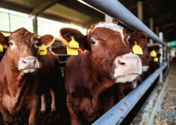 Giá hợp đồng tương lai gia súc khởi đầu tuần với vị thế mạnh mẽ, trong đó hợp đồng gia súc sống tháng 6 thiết lập mức cao kỷ lục mới cho hợp đồng dẫn đầu trên biểu đồ liên tục ở mức 248,45 và hợp đồng gia súc nuôi vỗ béo tháng 5 đạt mức cao mới trong đợt tăng giá gần đây ở mức 372,625.