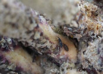 Việc thả khoảng 7.000 con bọ cánh cứng châu Phi tại một đồn điền thuộc sở hữu của công ty nhà nước PT Perkebunan Nusantara IV hôm thứ Năm đánh dấu bước đầu tiên trong một kế hoạch rộng lớn nhằm đưa khoảng 1 triệu con bọ này vào khắp Indonesia. Hy vọng là chúng sẽ giúp cải thiện quá trình thụ phấn và phát triển trái cây, từ đó nâng cao sản lượng.