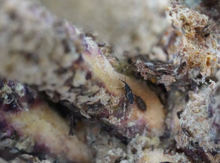 Việc thả khoảng 7.000 con bọ cánh cứng châu Phi tại một đồn điền thuộc sở hữu của công ty nhà nước PT Perkebunan Nusantara IV hôm thứ Năm đánh dấu bước đầu tiên trong một kế hoạch rộng lớn nhằm đưa khoảng 1 triệu con bọ này vào khắp Indonesia. Hy vọng là chúng sẽ giúp cải thiện quá trình thụ phấn và phát triển trái cây, từ đó nâng cao sản lượng.