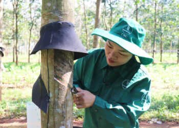 Tận dụng lợi thế về thổ nhưỡng, chính quyền địa phương xã A Dơi đã tích cực hỗ trợ đồng bào dân tộc thiểu số chuyển đổi từ các loại cây trồng kém hiệu quả sang cây cao su theo phương thức “cầm tay chỉ việc”. Đến nay, mô hình không chỉ mang lại thu nhập cao, ổn định mà còn tạo bước đột phá trong công tác giảm nghèo bền vững tại địa phương.