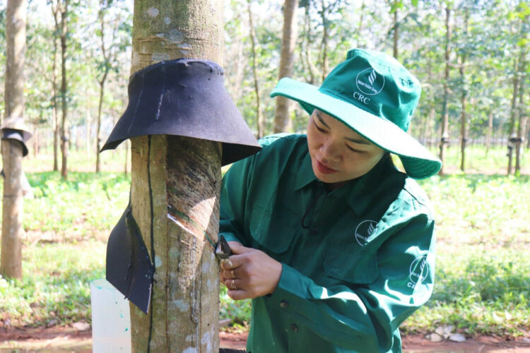 Tận dụng lợi thế về thổ nhưỡng, chính quyền địa phương xã A Dơi đã tích cực hỗ trợ đồng bào dân tộc thiểu số chuyển đổi từ các loại cây trồng kém hiệu quả sang cây cao su theo phương thức “cầm tay chỉ việc”. Đến nay, mô hình không chỉ mang lại thu nhập cao, ổn định mà còn tạo bước đột phá trong công tác giảm nghèo bền vững tại địa phương.