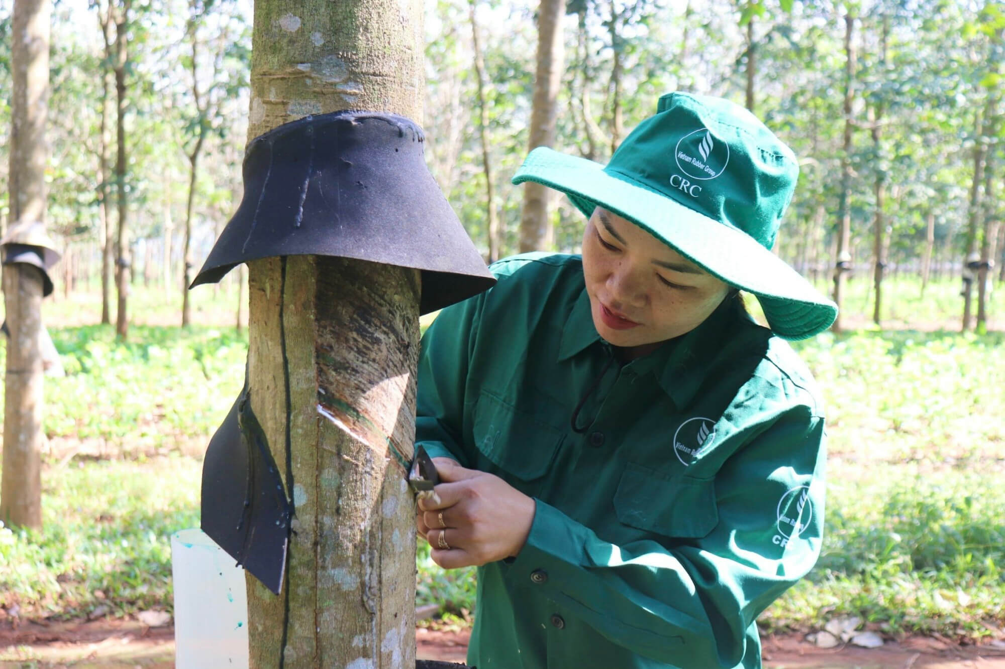 Tận dụng lợi thế về thổ nhưỡng, chính quyền địa phương xã A Dơi đã tích cực hỗ trợ đồng bào dân tộc thiểu số chuyển đổi từ các loại cây trồng kém hiệu quả sang cây cao su theo phương thức “cầm tay chỉ việc”. Đến nay, mô hình không chỉ mang lại thu nhập cao, ổn định mà còn tạo bước đột phá trong công tác giảm nghèo bền vững tại địa phương.