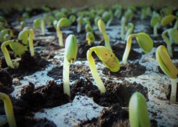 Theo ukragroconsult.com, do Edu Trade biên soạn.