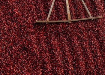 Dữ liệu từ Hội đồng Cà phê Ấn Độ cho thấy quốc gia này sản xuất khoảng 350.000–370.000 tấn cà phê/năm, tương đương 3%–4% sản lượng toàn cầu. Kim ngạch xuất khẩu đã tăng gần gấp đôi, từ khoảng 1,14 tỷ USD trong niên vụ kết thúc tháng 3/2023 lên mức kỷ lục 2,13 tỷ USD trong niên vụ vừa qua.