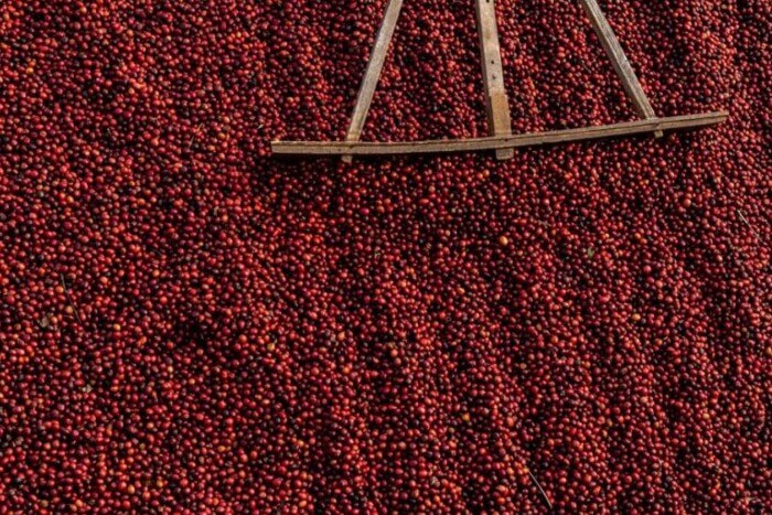 Dữ liệu từ Hội đồng Cà phê Ấn Độ cho thấy quốc gia này sản xuất khoảng 350.000–370.000 tấn cà phê/năm, tương đương 3%–4% sản lượng toàn cầu. Kim ngạch xuất khẩu đã tăng gần gấp đôi, từ khoảng 1,14 tỷ USD trong niên vụ kết thúc tháng 3/2023 lên mức kỷ lục 2,13 tỷ USD trong niên vụ vừa qua.