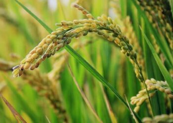 Tin vui cho gạo Việt Nam: Khách hàng lớn nhất sắp nhập khẩu lượng gạo cao kỷ lục 4,8 triệu tấn