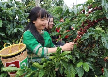 Nguyên nhân chủ yếu là do giá xuất khẩu bình quân giảm mạnh, chỉ còn khoảng 4.696,8 USD/tấn, thấp hơn 16,9% so với cùng kỳ. Diễn biến này phản ánh rõ xu hướng giảm giá trên thị trường cà phê toàn cầu khi nguồn cung được cải thiện, đặc biệt từ Brazil, trong khi nhu cầu không tăng tương ứng. Về thị trường, Đức, Italia và Tây Ban Nha tiếp tục là ba đối tác tiêu thụ lớn nhất của cà phê Việt Nam, với thị phần lần lượt 16,4%, 8,6% và 7,6%. Trong đó, xuất khẩu sang Đức và Tây Ban Nha duy trì tăng trưởng, trong khi Italia giảm. Đáng chú ý, Trung Quốc nổi lên là thị trường tăng trưởng mạnh nhất, gấp đôi so với cùng kỳ, còn Philippines giảm sâu. Ở thị trường nội địa, giá cà phê Tây Nguyên trong tháng 3 giảm từ 2.500-2.800 đồng/kg. Sang đầu tháng 4, giá dao động quanh 88.700 - 89.300 đồng/kg, cho thấy xu hướng giảm vẫn chi phối. Giao dịch trầm lắng khi nông dân có xu hướng giữ hàng chờ giá lên, trong khi doanh nghiệp phải linh hoạt nguồn cung, thậm chí nhập khẩu từ Brazil và Indonesia để đảm bảo thực hiện hợp đồng. Trên thị trường thế giới, giá cà phê cũng biến động theo hướng giảm. Giá Robusta trên sàn London giảm mạnh ở nhiều kỳ hạn, trong khi Arabica tại New York cũng suy yếu. Dù yếu tố địa chính trị như gián đoạn vận tải có thể làm tăng chi phí logistics, nhưng không đủ để đảo chiều xu hướng giá trong bối cảnh dư cung toàn cầu. Trong bối cảnh giá xuất khẩu cà phê suy giảm, bài toán nâng cao giá trị gia tăng cho ngành cà phê trở nên cấp bách hơn bao giờ hết. Nhiều chuyên gia cho rằng, chế biến sâu không còn là lựa chọn mà là hướng đi bắt buộc. Tại hội thảo “Giải pháp thúc đẩy chế biến sâu để tăng giá trị cho cà phê Việt”, ông Nguyễn Quang Bình, chuyên gia thị trường cà phê, nhận định giá cà phê có thể tiếp tục giảm 20-30% trong năm 2026. Điều này khiến việc nâng tỷ lệ chế biến sâu trở thành giải pháp quan trọng để giữ lại phần giá trị gia tăng cao hơn. Theo ông Bình, nếu tham gia được chuỗi cung ứng của các tập đoàn lớn, doanh nghiệp có thể tiêu thụ sản lượng lớn với giá cao hơn thị trường từ 300-400 USD/tấn. Tuy nhiên, số doanh nghiệp Việt đáp ứng được các tiêu chuẩn này còn rất hạn chế. Trong khi đó, phân khúc cà phê đặc sản có thể mang lại giá trị cao hơn từ 1.000-2.000 USD/tấn vẫn chưa phát triển tương xứng.